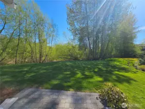Back yard