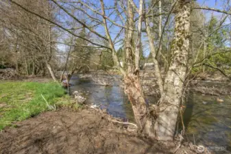 View of the creek from the backyard
