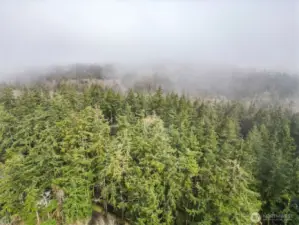 And more trees
