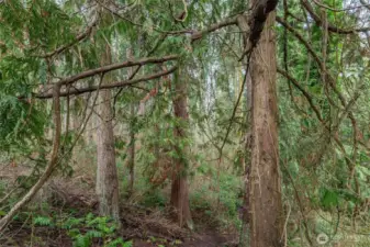 Trees are refreshing