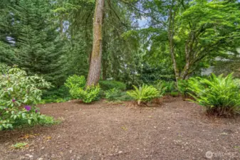Mature Landscaping