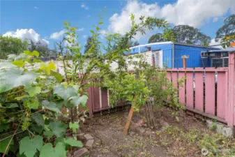 Small Fenced Yard