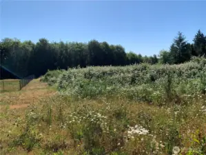 Blackberry "farm" before clearing