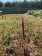 Property line before clearing