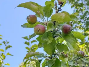 fruit trees