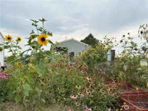 Garden area with many years of planting for pollinators.