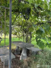 Gazebo with picnic area and grapes!