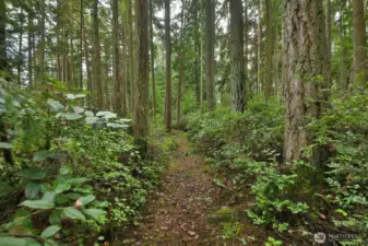 Trail to Picnic Area