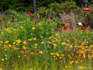 A photo from an earlier date showing the beautiful wildflower garden. (this photo was supplied by the owner from an earlier date.)