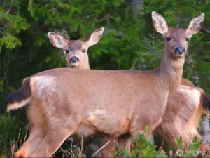 Watch deer roam on your property. (this photo was supplied by the owner from an earlier date.)