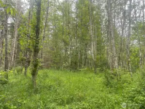Potential homesite could easily be opened up.