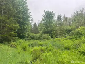 Clearing with stream running through.