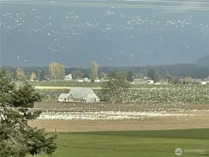 Snow geese feasting in fields~~~