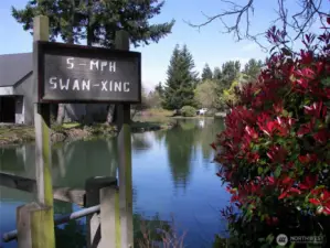 The swan crossing, near 586.