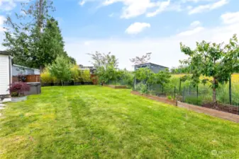 Spacious back yard with fruit trees and garden beds