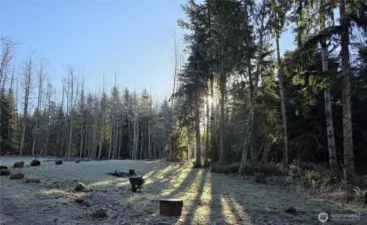 area in front of cabin, septic system located here