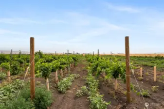 Beautiful existing vineyard. Soon to be planted throughout development and in between lots for privacy.