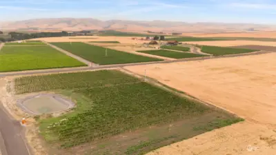 Rows of maturing vineyard and retention pond.