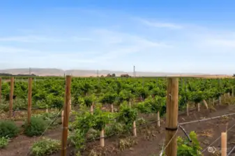 The Vines at Doubleback Vineyard - enjoy your new lifestyle with ease.