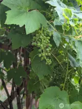 The arbor supports many grapes, and a cherry tree is in the front yard.