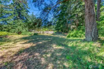 Level yard or future build site shaded by fir trees.