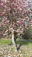 Spring blooms.