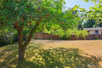 It's a producer for sure. Look at all these apples. Right out your kitchen window.