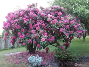 Very mature gorgeous rhodedenron in spring bllom.