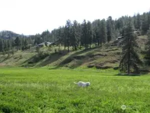 Hay field