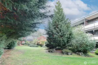 2nd view of backyard greenery