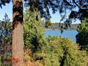 While the trees offer privacy, Lake Washington sparkles and beckons.  (Photograph taken from the second level of the existing house. Facing east).