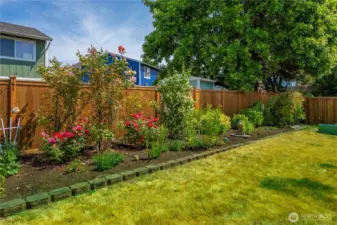 Enjoy mature blueberry bushes!