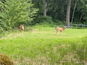 Friendly neighbors!