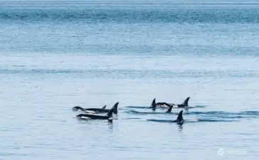 Seeing whales from the deck is not uncommon!