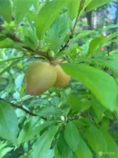 Productive fruit trees on property