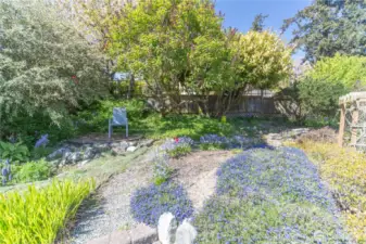 Back yard