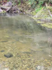 A school of salmon in the pool in front of the house.