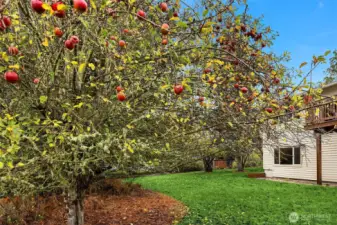 Apples, Apples, apples!