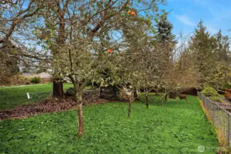 The side yard has hazel nut and apple trees.