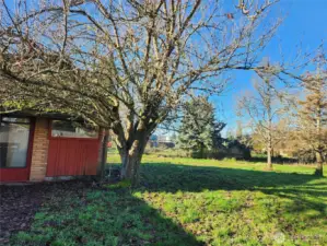Spacious backyard with mature trees. Also fruit and nut trees. Partially fenced.