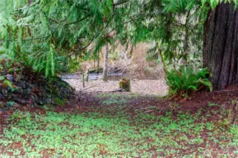 Another view of the area leading to the stream