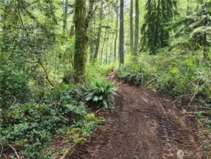 Trails through wooded area