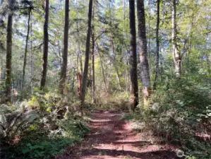 Trails through wooded area