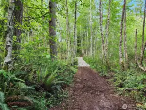 Trail through wooded area