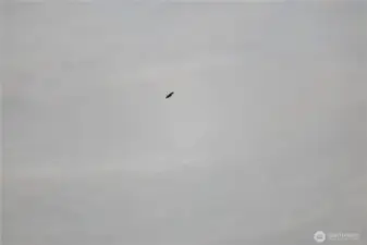 Lots of eagles in the area.