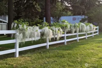BEAUTIFUL WISTERIA