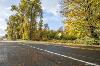 Beautiful tall trees on the land