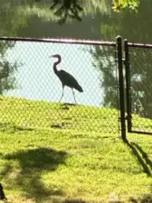 Friendly Neighbor watching his buddy