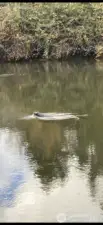 The Sea Lion buddy is dropping by for a swim