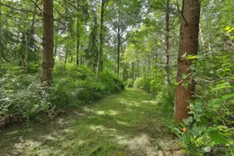 The property is a mix of alder and evergreens with an underbrush of ferns, salmonberry and huckleberry.